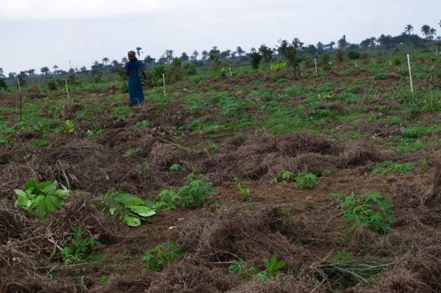 Rivers Government Land Grabbing: Uncertainty as Ogoni Farmers Reclaim ...