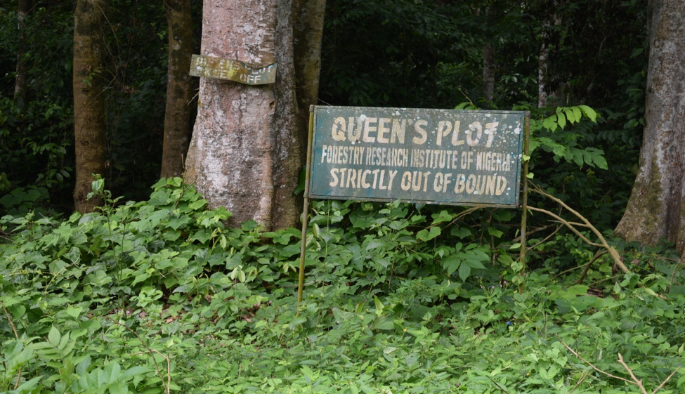 queen plot-obada